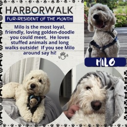 Say 👋 to Milo! Our January Fur-Resident of the Month! Congrats on your win 🥰 cutie!! #Petofthemonth #Thelifecollection #Liveharborwalk #Apartmentcommunity #Apartmentgoals #Luxuryliving #Plymouthstation #Beachliving #Plymouthma #Southshore #Boston #Newenglandliving #Beachviews #Igersboston #Livelocal Instagram post from @harborwalkplymouth on January 12, 2025 00:00:00am